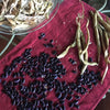 Scarlet Runner Bean Seeds - Phaseolus coccineus