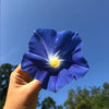 Morning Glory Seeds - Clarke's Heavenly Blue - Ipomea tricolor