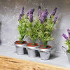 English Lavender Seeds - Lavandula angustifolia