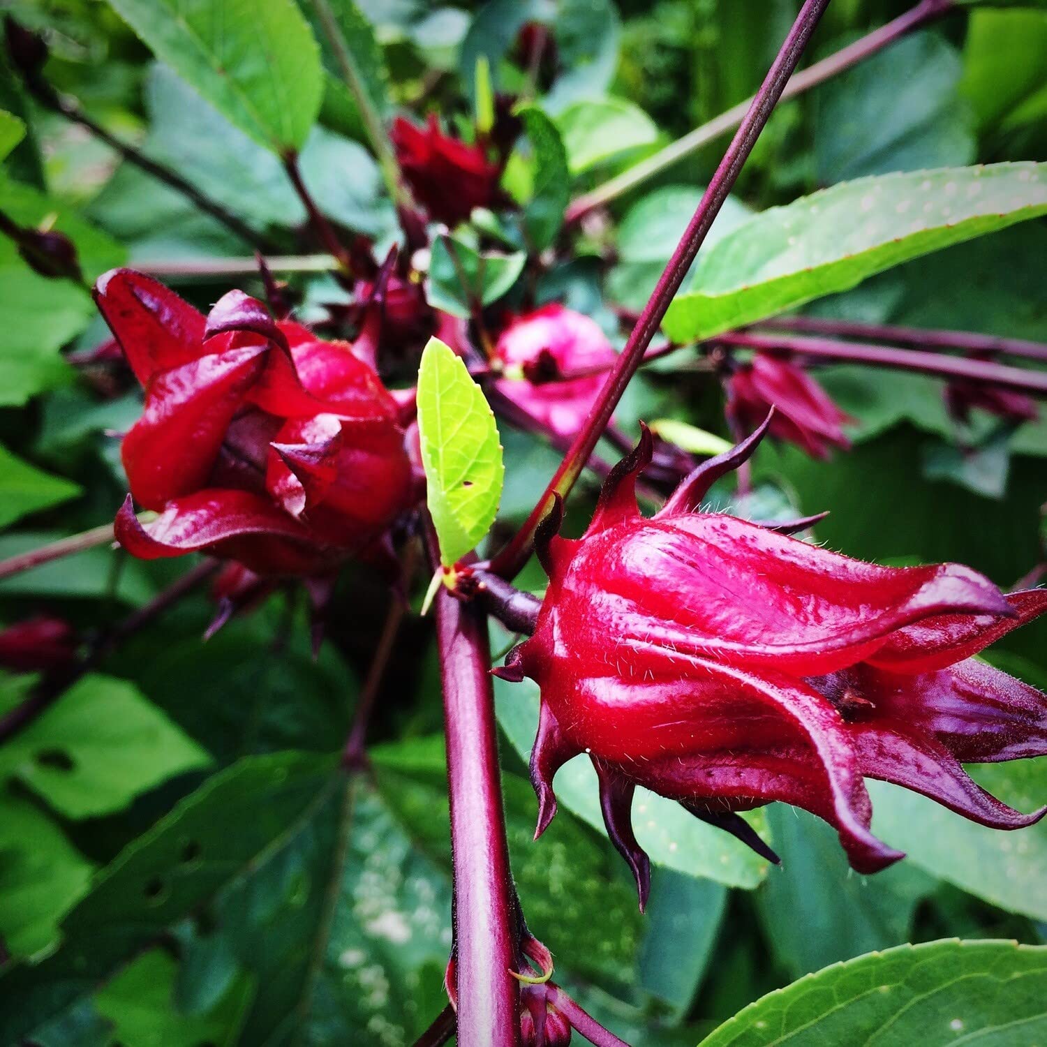 roselle seeds for planting Roselle Seeds - Jamaican Sorrel