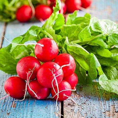 Radish Seeds - Scarlet Globe - Raphanus sativus