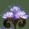 Lacy Phacelia Seeds - Phacelia tanacetifolia