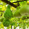 Bottle Gourd Seeds - Calabash - Lagenaria siceraria