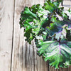 Gaea's Blessing Seeds - Kale Seeds - Non-GMO Seeds with Easy to Follow Planting Instructions - Open Pollinated, Untreated Heirloom