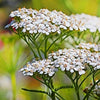White Yarrow Seeds - Achillea millefolium