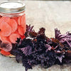 Red Shiso Seeds - Aka Shiso - Perilla frutescens var crispa