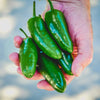 Jalapeno Pepper Seeds - Capsicum annuum