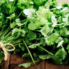 Cilantro Seeds - Leisure - Coriandrum sativum