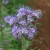Lacy Phacelia Seeds - Phacelia tanacetifolia