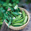 Snap Pea Seeds - Sugar Ann - Pisum sativum