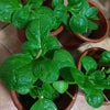 Malabar Spinach Seeds - Basella alba