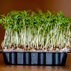 Curled Cress Seeds - Garden Cress - Pepper Cress - Lepidium sativum