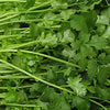 Chinese Celery Seeds - Apium graveolens var. secalinum