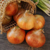 Gaea's Blessing Seeds - Onion Seeds - Non-GMO Heirloom Seeds with Easy to Follow Instructions