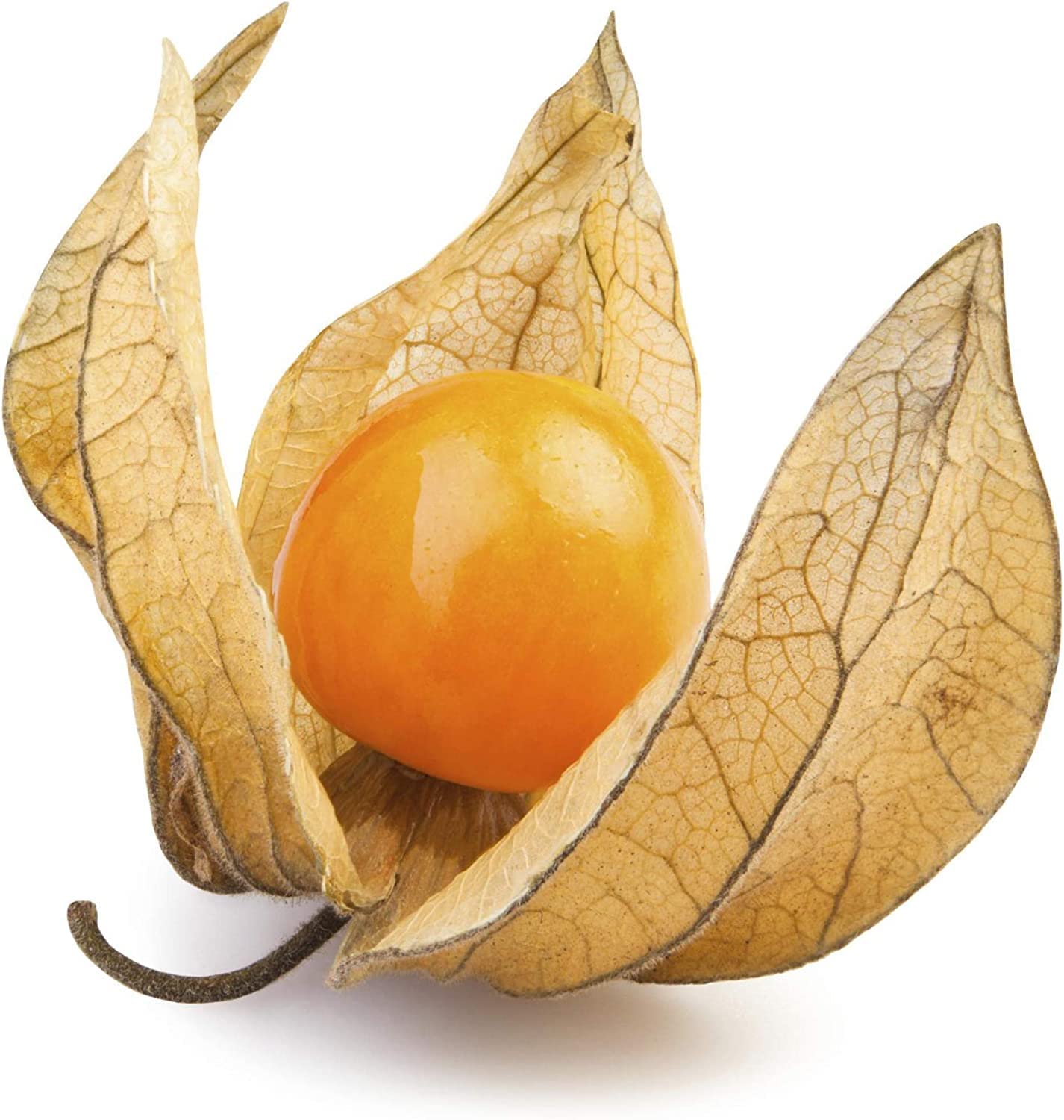 Cape Gooseberry Seeds - Large Fruit - Golden Berry - Ground Cherry -  Physalis peruviana