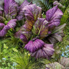 Mustard Greens Seeds - Osaka Purple - Brassica juncea