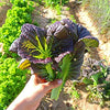 Mustard Greens Seeds - Osaka Purple - Brassica juncea