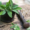 Sage Seeds - Salvia officinalis
