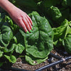 Spinach Seeds - Giant Winter Spinach - Spinacia oleracea