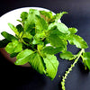 Holy Basil Seeds - Ocimum tenuiflorum/sanctum