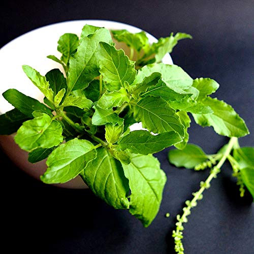 Holy Basil Seeds - Ocimum tenuiflorum/sanctum