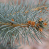 Blue Spruce Tree Seeds - Picea pungens