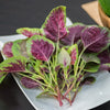 Green Amaranth Seeds - Chinese Spinach - Lu Hsien Heirloom - Amaranthus mangostanus