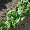Lettuce Seeds - Buttercrunch Butterhead - Lactuca sativa
