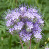 Lacy Phacelia Seeds - Phacelia tanacetifolia