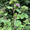 Gaea's Blessing Seeds - Burdock Seeds - Non-GMO Seeds with Easy to Follow Planting Instructions - Open-Pollinated High Yield Heirloom