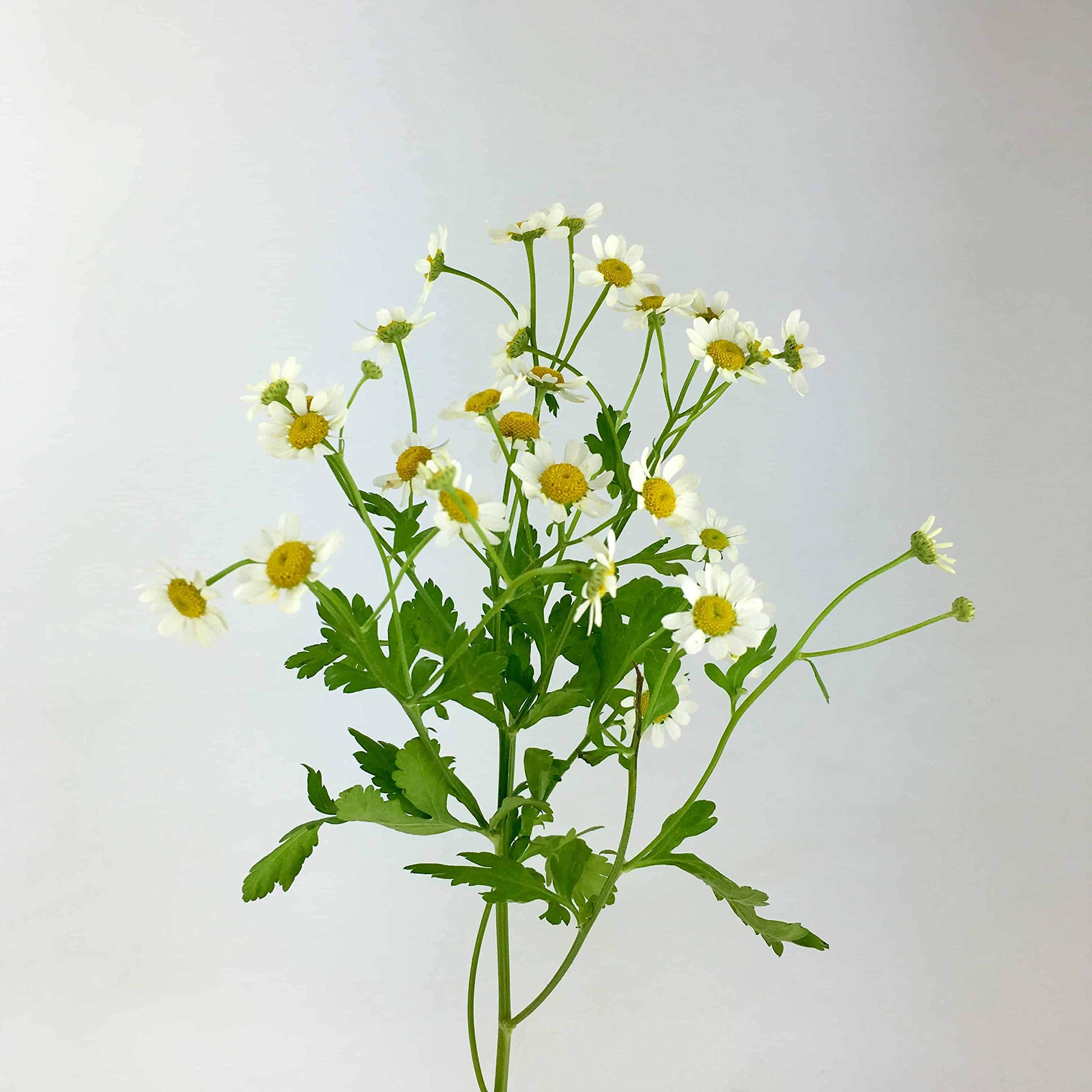 Gaea's Blessing Feverfew Seeds - Thumbnail 4