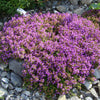 Creeping Thyme Seeds - Thymus serpyllum