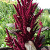 Amaranth Seeds - Red Garnet - Amaranthus tricolor