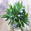 Sage Seeds - Salvia officinalis