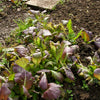 Mustard Greens Seeds - Osaka Purple - Brassica juncea