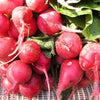 Radish Seeds - Scarlet Globe - Raphanus sativus