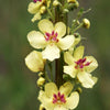 Mullein Seeds - Verbascum thapsus