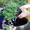 English Lavender Seeds - Lavandula angustifolia