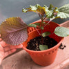 Korean Shiso Seeds - Perilla frutescens var crispa