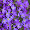 Aubrieta Seeds - Rockcress Seeds - Aubrieta deltoidea