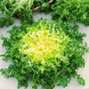 Endive Seeds - Green Curled Ruffec - Cicorium endivia