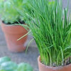 Chives Seeds - Allium schoenoprasum