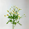 Chamomile Seeds - Matricaria chamomilla - Non-GMO Open-Pollinated Untreated Heirloom