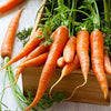 Carrot Seeds - Tendersweet - Daucus carota