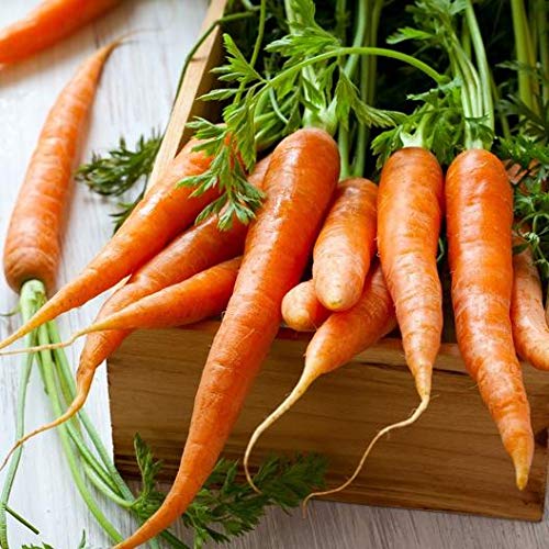 Carrot Seeds - Tendersweet - Daucus carota