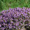 Creeping Thyme Seeds - Thymus serpyllum