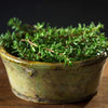 Thyme Seeds - Thymus Vulgaris