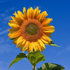 Sunflower Seeds - Heirloom Mammoth Grey Stripe - Helianthus annus