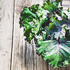 Kale Seeds - Red Russian - Brassica napus var. pabularia
