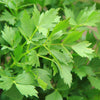 Lovage Seeds - Levisticum officinale